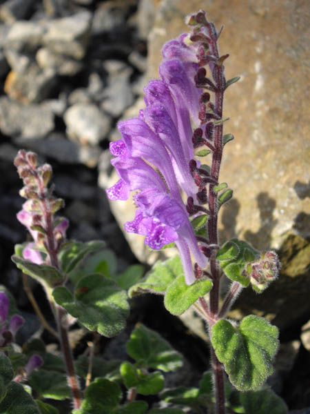 Scutellaria indica var parviflora